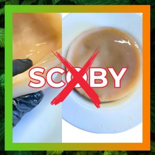 Hodně lidí si myslí, že kombuchová placka = SCOBY. Ve skutečnosti jde o celulózovou strukturu, ve které žijí octové...